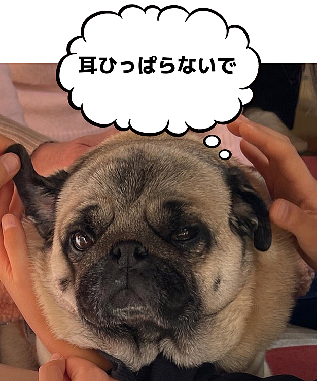 とうちゃんの実家へ年始に行ってきました🎍
姪っ子＆姪の息子〝ちびっこ怪獣”✖️2にいっぱい可愛がってもらいました🐶