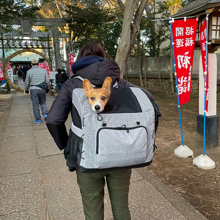 2022年初のUberマーチは2日に行った、近所の八幡様です⛩
ワンコ好きの神主さんらしく、元々ワンコOKの珍しい神社で、今年も一緒に初詣です☺️
リュックで行ったので、一緒に茅の輪くぐりもやりました👍