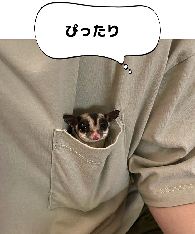 夫のポッケ別バージョンです