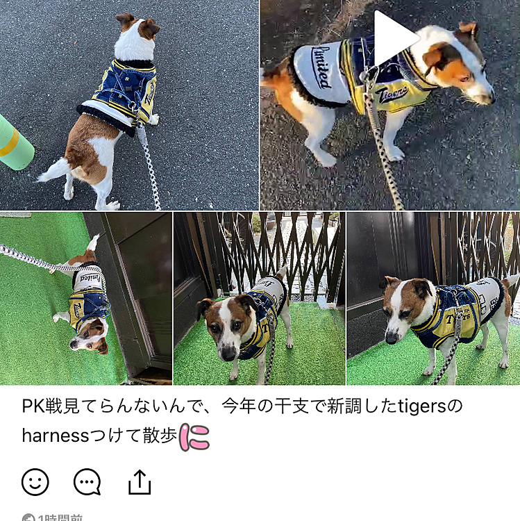 harness、新調したよ。今年の干支だよ❣️