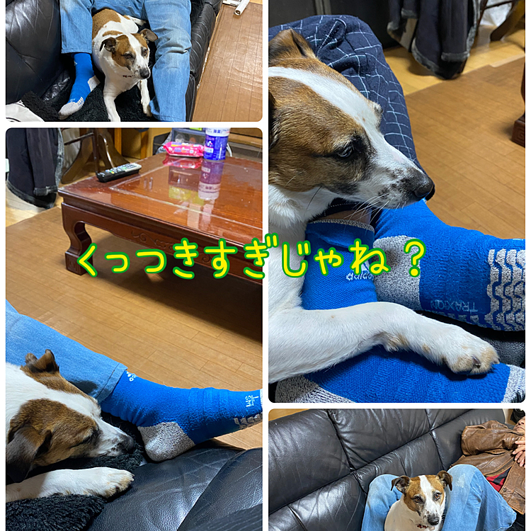 タイガーままの投稿