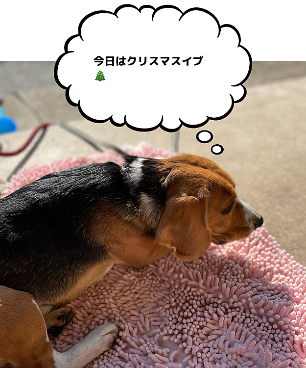 この日の夜、マックスのご主人様(旦那)が急死😢
バタバタと年末年始を過ごして居ました😥
約10年近く苦しい闘病生活だったので、穏やかな表情になったのをみて少しホッとしました🙏これからはココといっぱい遊んでお散歩出来るね🐶🍀💕