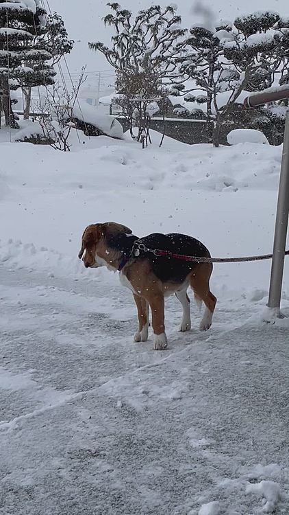 マックスは毎日元気にお散歩してるけど、寒すぎてプルプルしてるから玄関から二階のお部屋に緊急避難❄️🥶