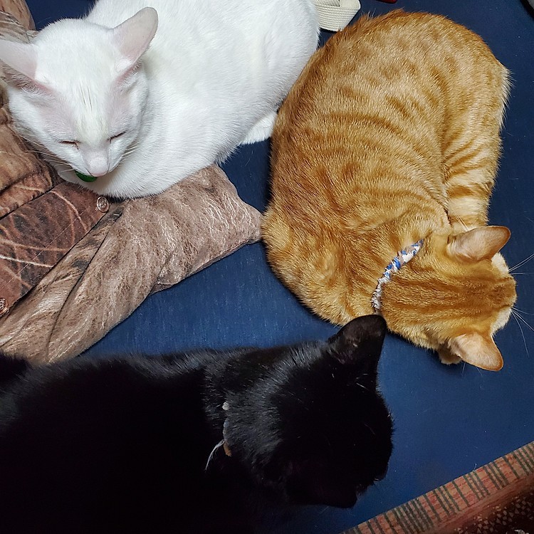 3匹揃って色とりどり(笑)
