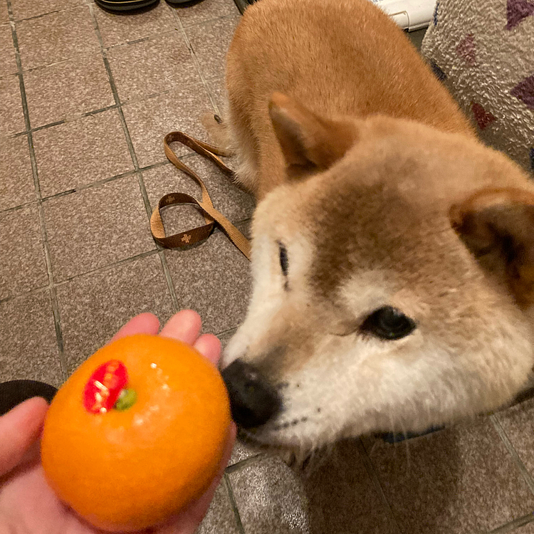 みかん🍊