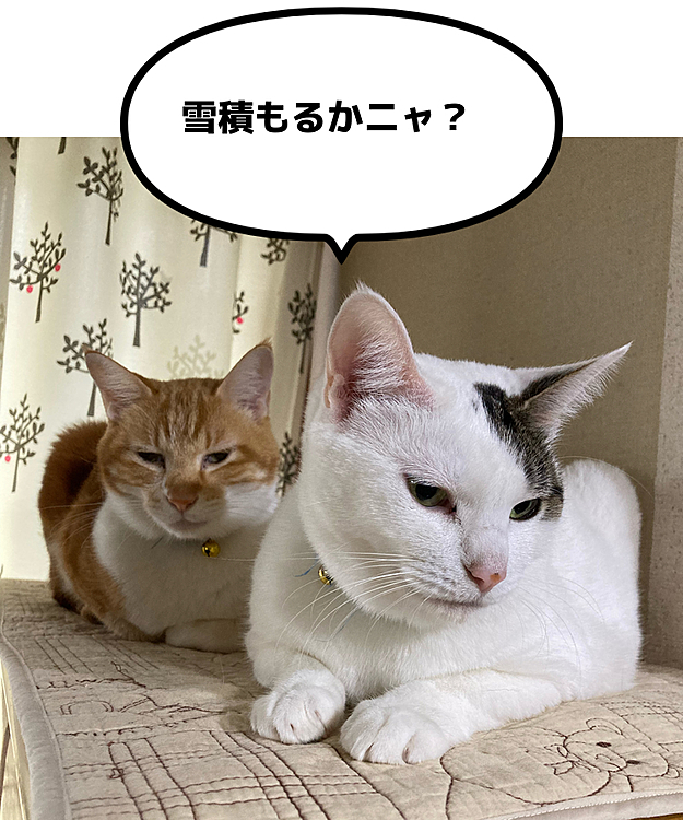 今日も冷えるニャ〜(TT)