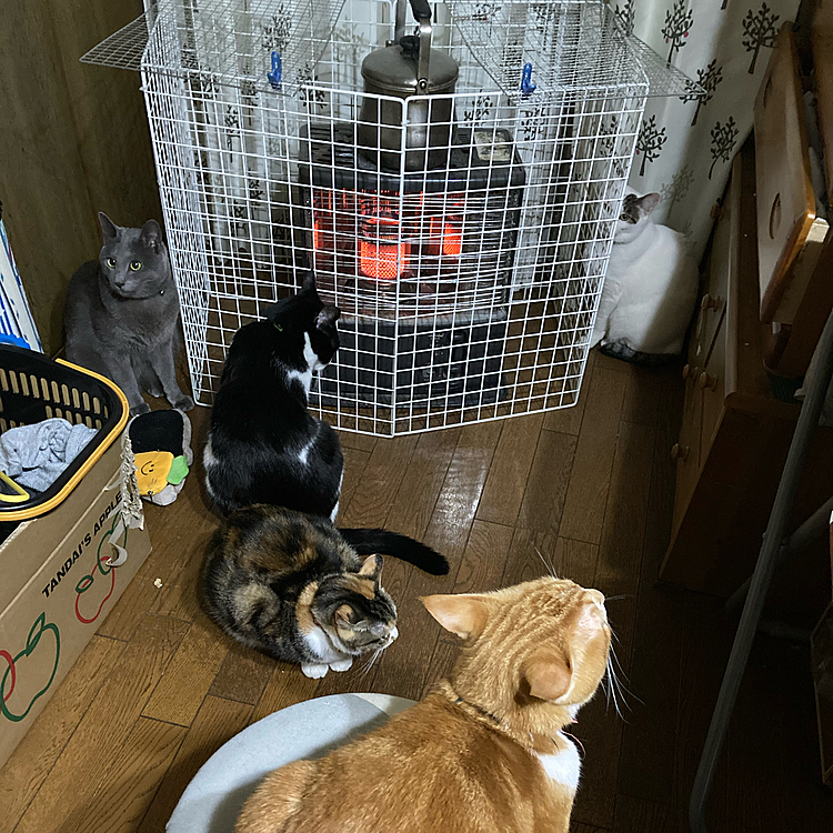 ストーブ防衛隊！