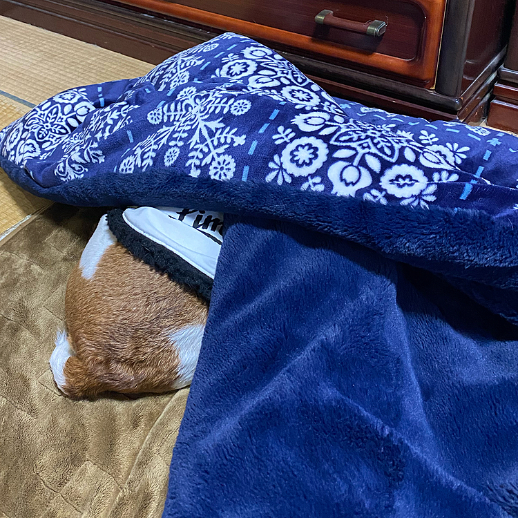 散歩中止でふて寝中。頭隠して尻隠さず