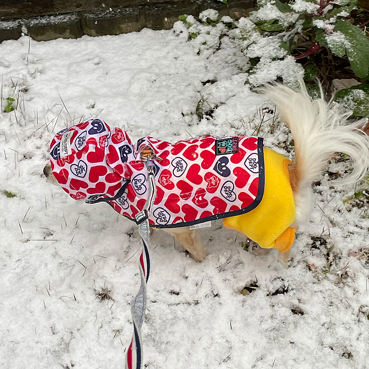 2022.1.6(木)
こんにちは❄️
今日はくう地方、雪が降り始めました🐾
少し積もり始めたので早めに庭でオシッコだけさせました💦