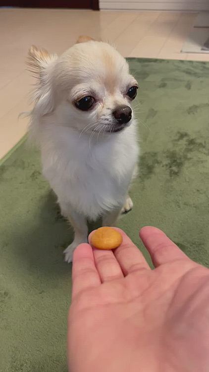 庭でオシッコだけでもお散歩後のオヤツを催促してさつまいも入りクッキー🍪を食べました😊くうには大きくて自分で半分にして食べてます😅