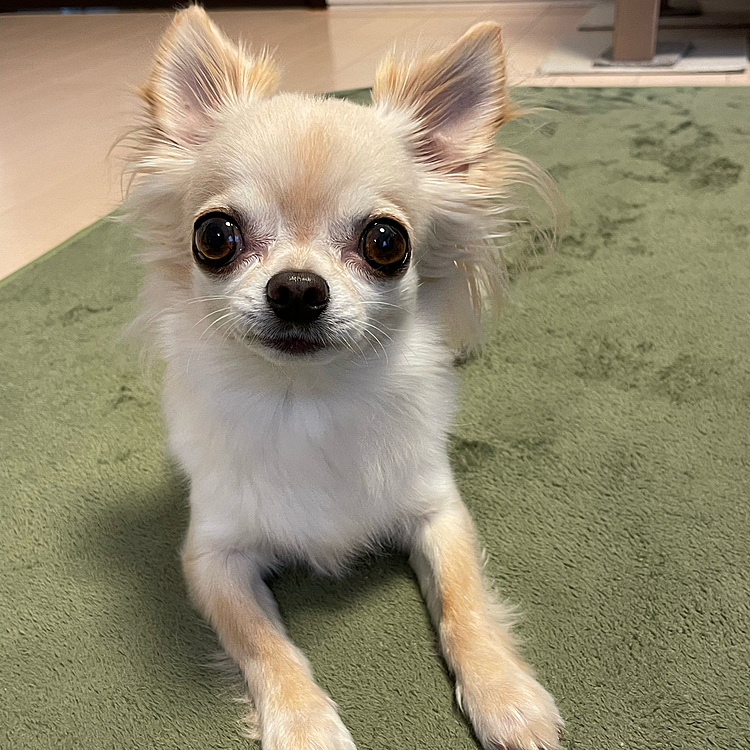寒い日はお家でまったりが1番だよ〜もう少しオヤツちょうだいとアピールしていました😊