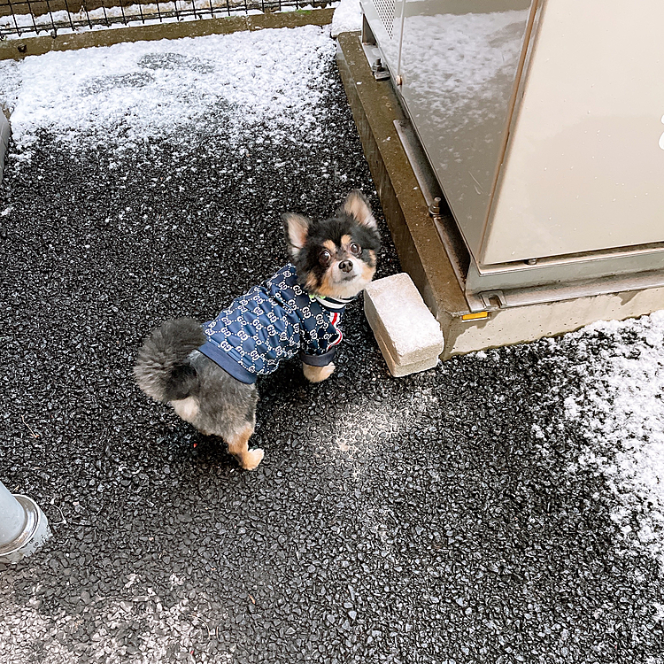 寒さに弱い都会っ子🗼
ついに東京都心でも1cmの積雪⛄️

うっすらだけど、こうやって積もるの久しぶりです😊
飼い主はややテンションあがり気味です🤣

おなかびちゃびちゃになるので
マンションの敷地内をラン化してきました🐾

