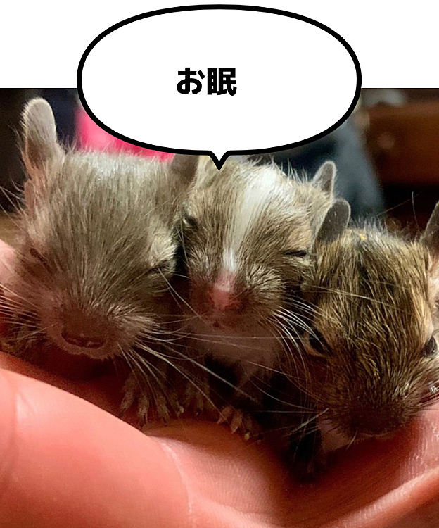 おチビ達可愛すぎ❤️
