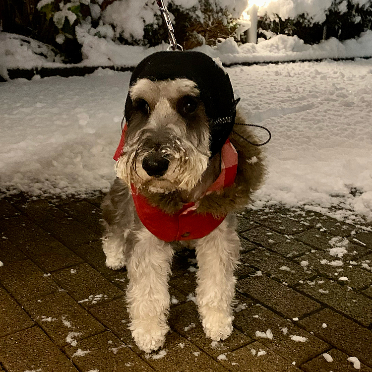 ロッチ初めての雪です。