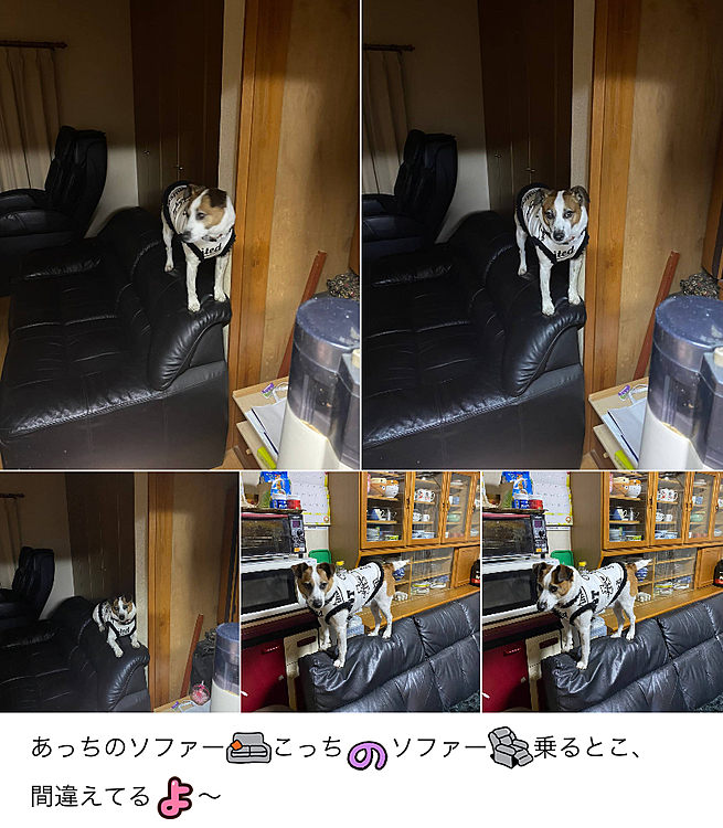 なんで、そこに乗りたいの❓
