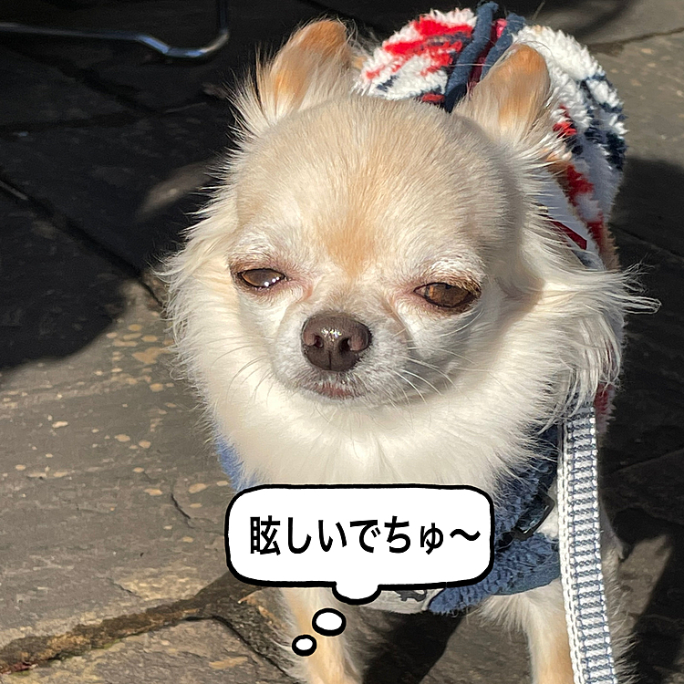 家に戻ってきて写真を撮ったら眩しそうな顔をしていました🤣🤣