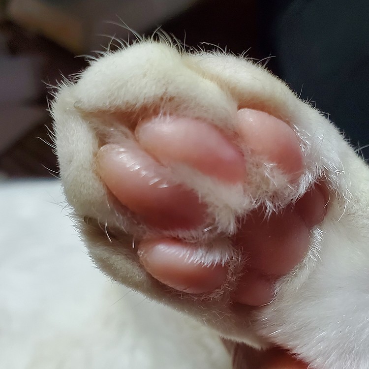 肉球🐾気持ちいぃ🎵