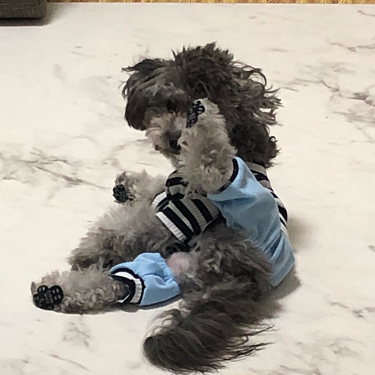 ヨガを頑張ってる🐶