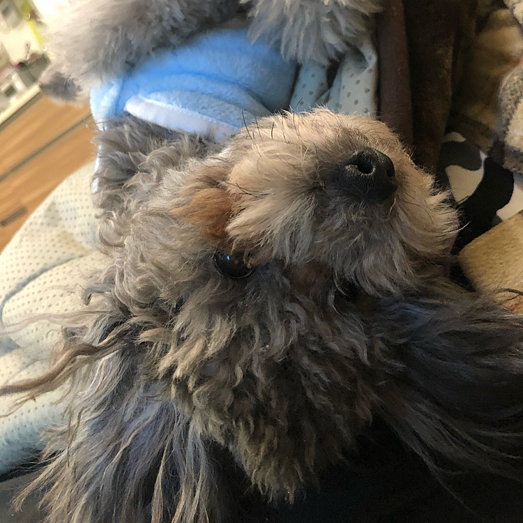 今日のモナ王