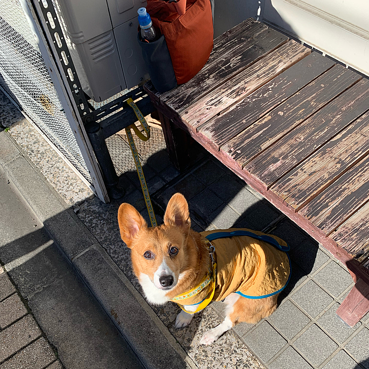 こんにちは😃
今週は東京に雪が降って大変でした☃️
今日はお天気も良く、あったかなので雪もすっかり溶けてます☺️
同じ杉並区の西荻窪にある、ポムドテールというベーグル屋さんに来ました🥯
オーナーさんがポムちゃんという4歳のシッポコーギーさんを飼っていて、お店の名前ははポムドテールです🍎
