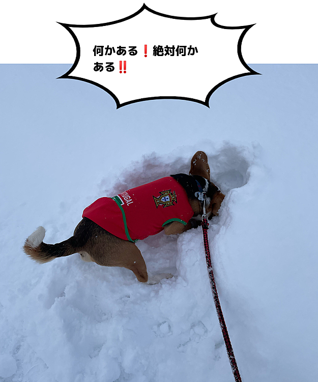 お散歩でも掘り掘り‼️

何もなかったね😅