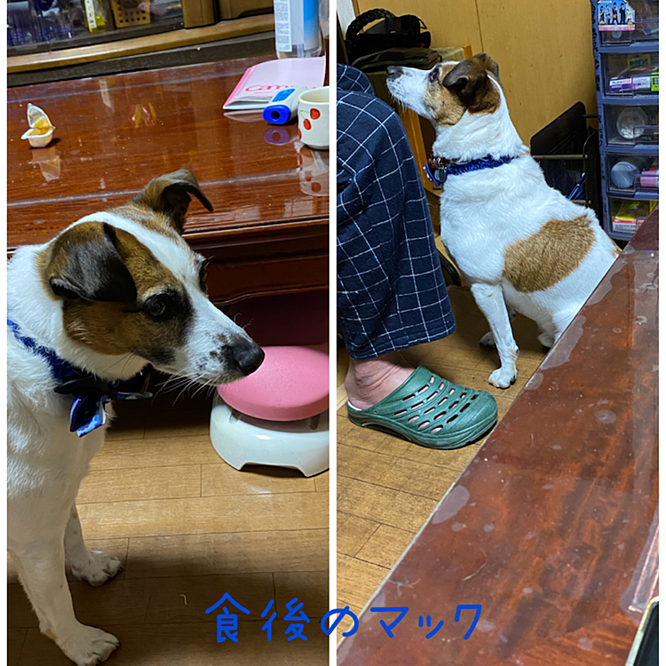 タイガーままの投稿