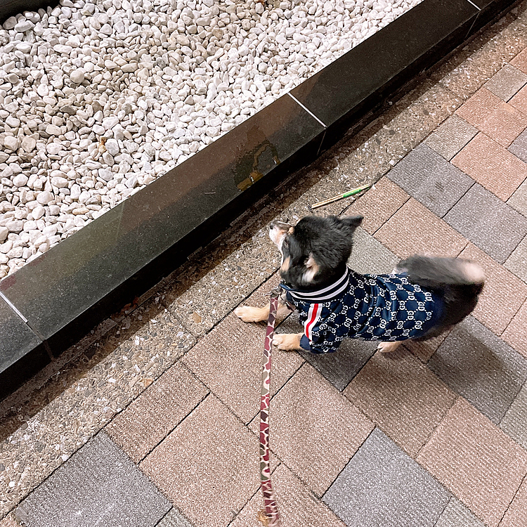 
所々まだ雪が残ってたり
凍結してる部分があってさむい💦

とらくんは気にせず爆走してましたが、、、🤣

元気だわぁ、、、笑

