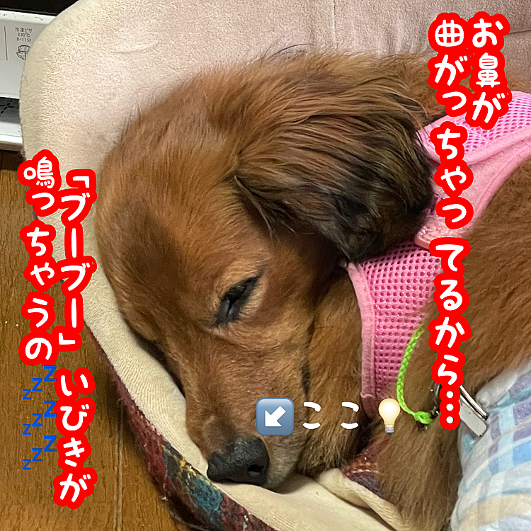 たまに「ブーブー」聞こえます🤣🤣🤣