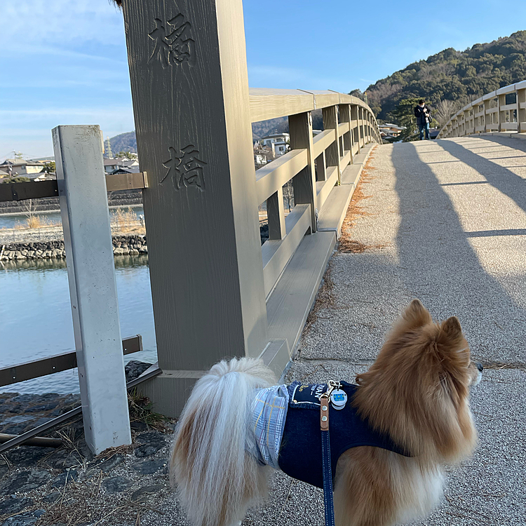 2022/1/10
凛の京さんぽ♪
宇治の続きです😆
宇治川には沢山の橋が掛かっていて、それぞれに名前がついています😊
こちらは橘橋。