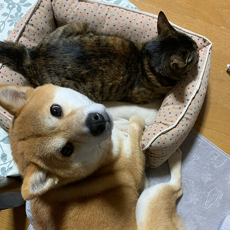 瓜: これは瓜のよっ(   ･᷅ὢ･᷄ )
雪: ねえー私もこれが欲しい(´º﹃º｀)😭