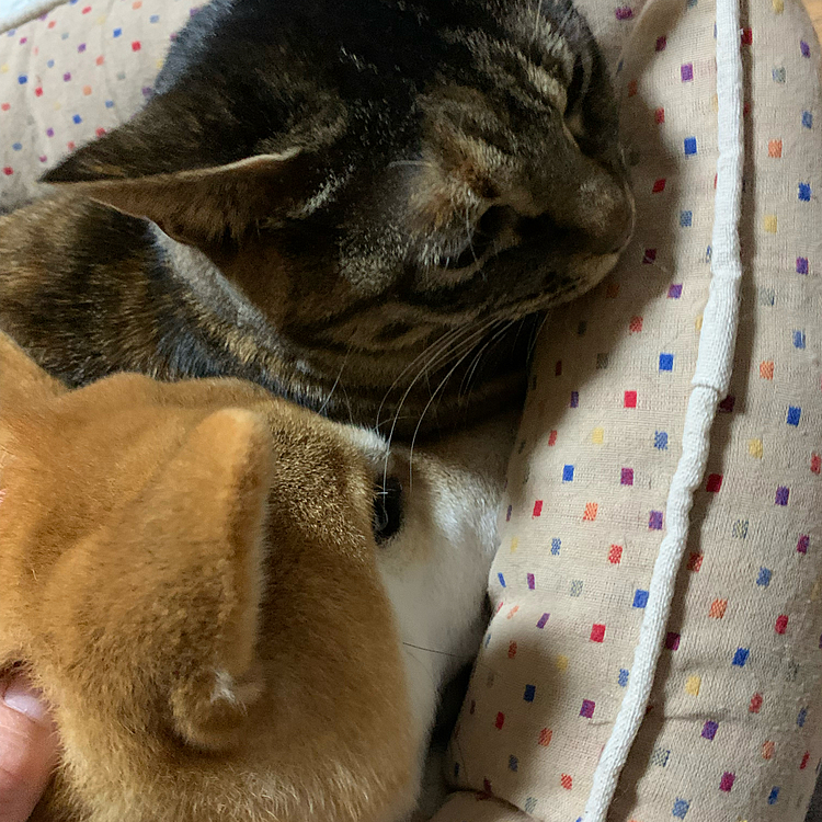 雪: ちょと入れてよ！いいでしょ！入れて!!