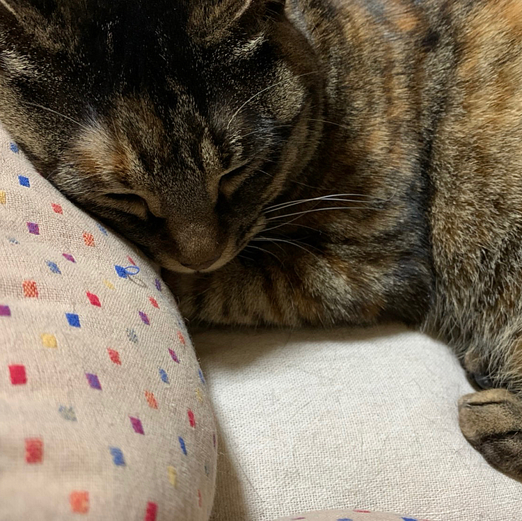 瓜: 瓜の〜( ⁎ᵕᴗᵕ⁎ )☁︎︎⋆｡