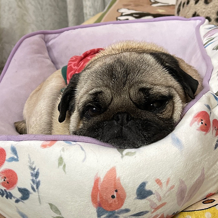 最近のししまる🐶
おとなしくしてても、荒ぶれていてもカワイイ☺️
親バカ飼い主です😅