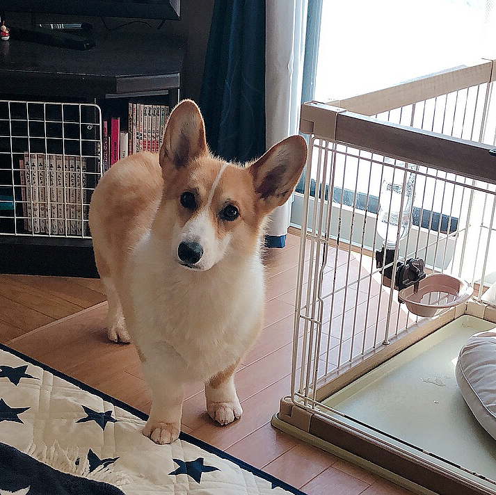 こんにちは😃
一昨日の9日、今年初のトリミング行ってきたよ😃
今回はね😃お姉さんだったよ。
終わりましたよ❤️の電話連絡が来なくておかーたんしばらく待ってたって。
ボクたんもおかーたん来なくて心配したよ😃
しびれきらしておかーたん迎えにきてくれた😃よかった😃