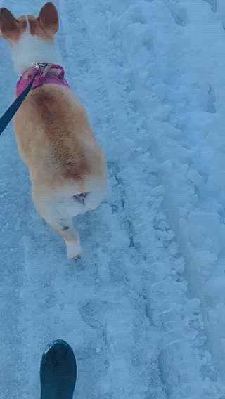 昨日の朝んぽ😃
カチカチに凍ってる道を歩いたよ😃
お利口さーんって言ってくれるおばさんに会ってモミクチャにされた🤣
いつも遠くからでも見つけると、まあるくーん😃おいで〜って言ってくれる😃
でも、この前は、お利口さーんじゃなくて🌀
お肉ちゃん😃って言われちゃった🤣🤣🤣
いつもありがとう😃