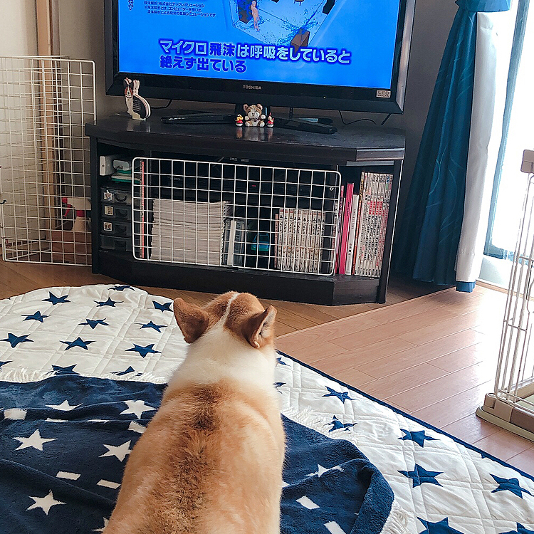 マッタリとテレビ見てる🤣🤣🤣
真剣だ🤣🤣🤣
飛沫に関心あるみたい😃
今どきのワンコだねぇ😃
まあるも飼い主もコロナには気をつけようね😃
