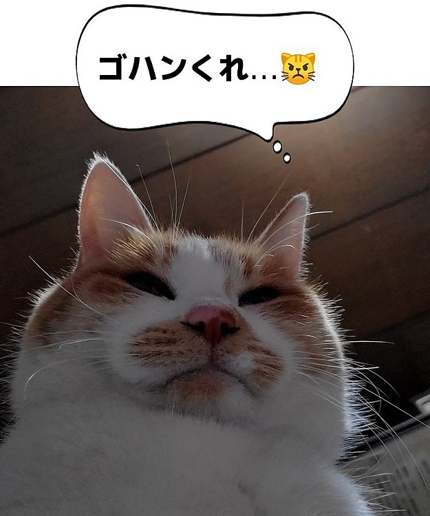 …の、圧です…😅