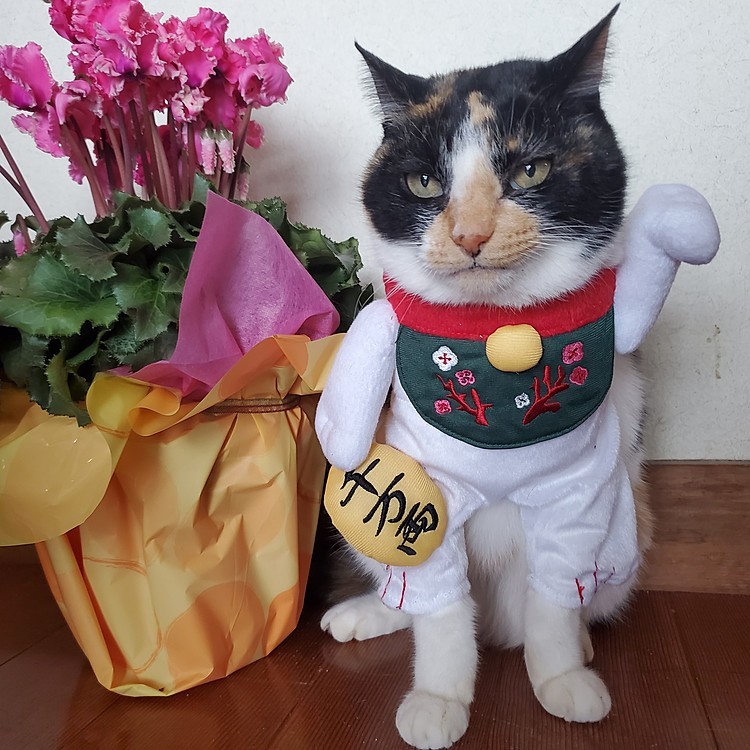 今年も皆さんに福がきますように～😹
あたしが招いちゃう✨
