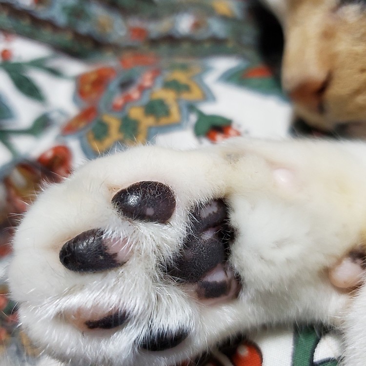 生きてきた年月を物語る(?！)ブチ具合🐾
14歳の年輪😺ずっと元気で…
