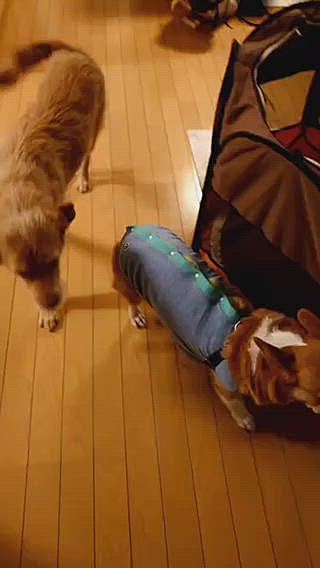 レンコンくんとワチャワチャした後
