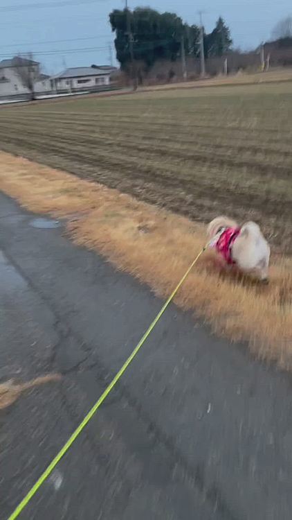 元気にダッシュ💨
シッコ💦＆💩