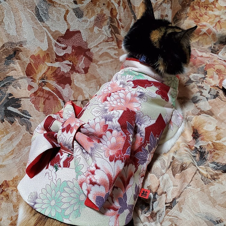 今日も我が地域は吹雪いてます🌬️⛄
こんな日は、ばあちゃん猫に、中がフリース素材の｢あったか着物｣を着てもらいます。本当はワンコ用らしいけど、後ろに🎀ついてるの(見えるかな…)可愛くて、一目惚れです😍でも…サイズが…ちと…小さかった…😨