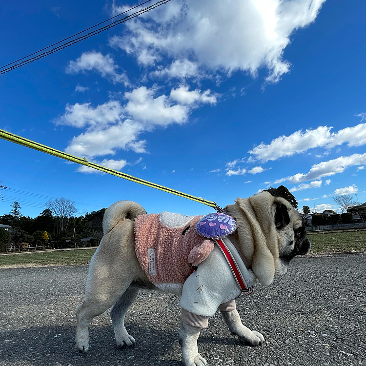 冷たい風の中お散歩行ってきました🌬
