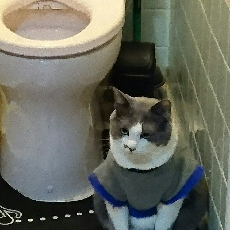 何故かトイレが好きなわが家のお猫様😁
まるでトイレの見張り番！？