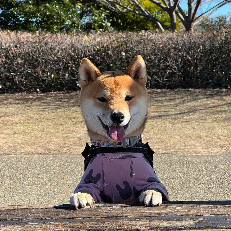 2022.01.13(木)
広い公園に行ってきました🌳

（年末に機種変更してからずっとぺっとじまん見ることができず…
やっと今日無事復活できました😭）

