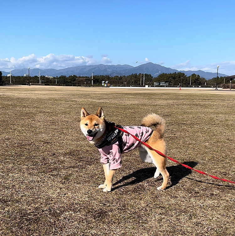 たくさん走って疲れたのか、帰ってからずっと寝ています💤
