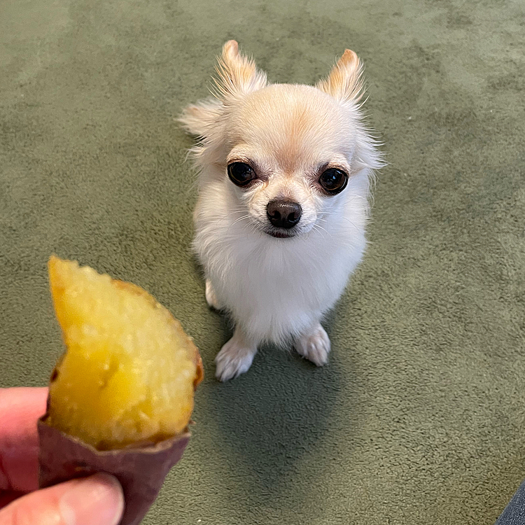 午後のお散歩に行き、途中お芋屋さんで焼き芋を買ってきました🐶😊
焼き芋🍠を買ったら抱っことは言わず頑張って家まで歩きました😊
早く食べたくて興奮していました😅
