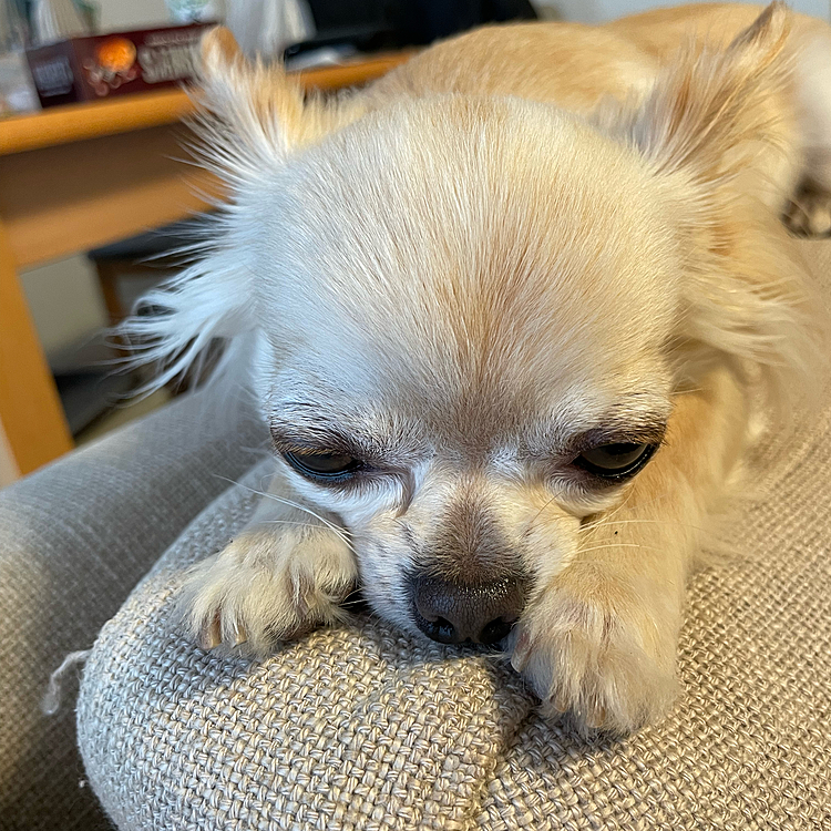 もっと食べたいのにお終いと言われいじけています🐶💦
ペットじまんに投稿してる時もオヤツが欲しくて私の手の所にきて邪魔をしていました🤣🤣