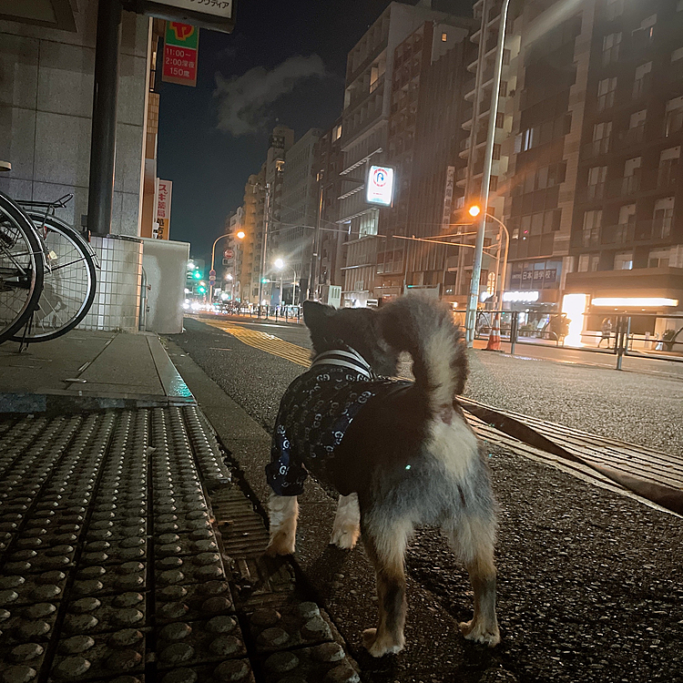 最近夜の散歩中、
あったかい飲み物を買って歩くのがマイブームです🐾

息が白くなるこの季節
よく見るととらくんの息も白い🤣

小さくてもしっかり冬を感じてます🐯❄️笑

