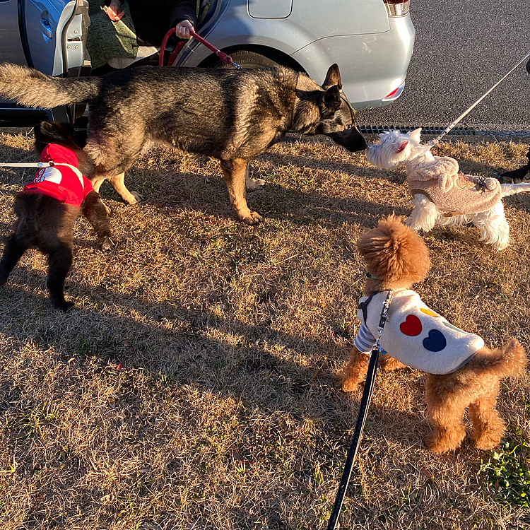 そのうちに少しずつお友達が集まって来ました🐕🐕‍🦺🐩🦮